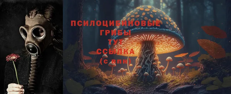 мориарти наркотические препараты  Курган  Псилоцибиновые грибы Cubensis 